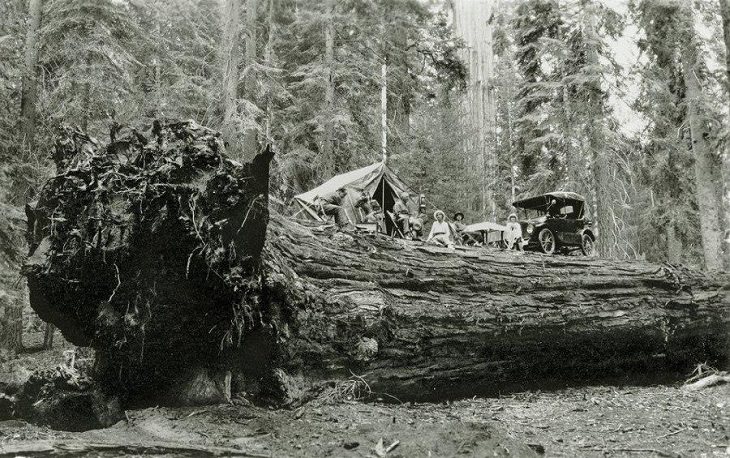 Fotos históricas raras, fiesta de acampada, árbol
