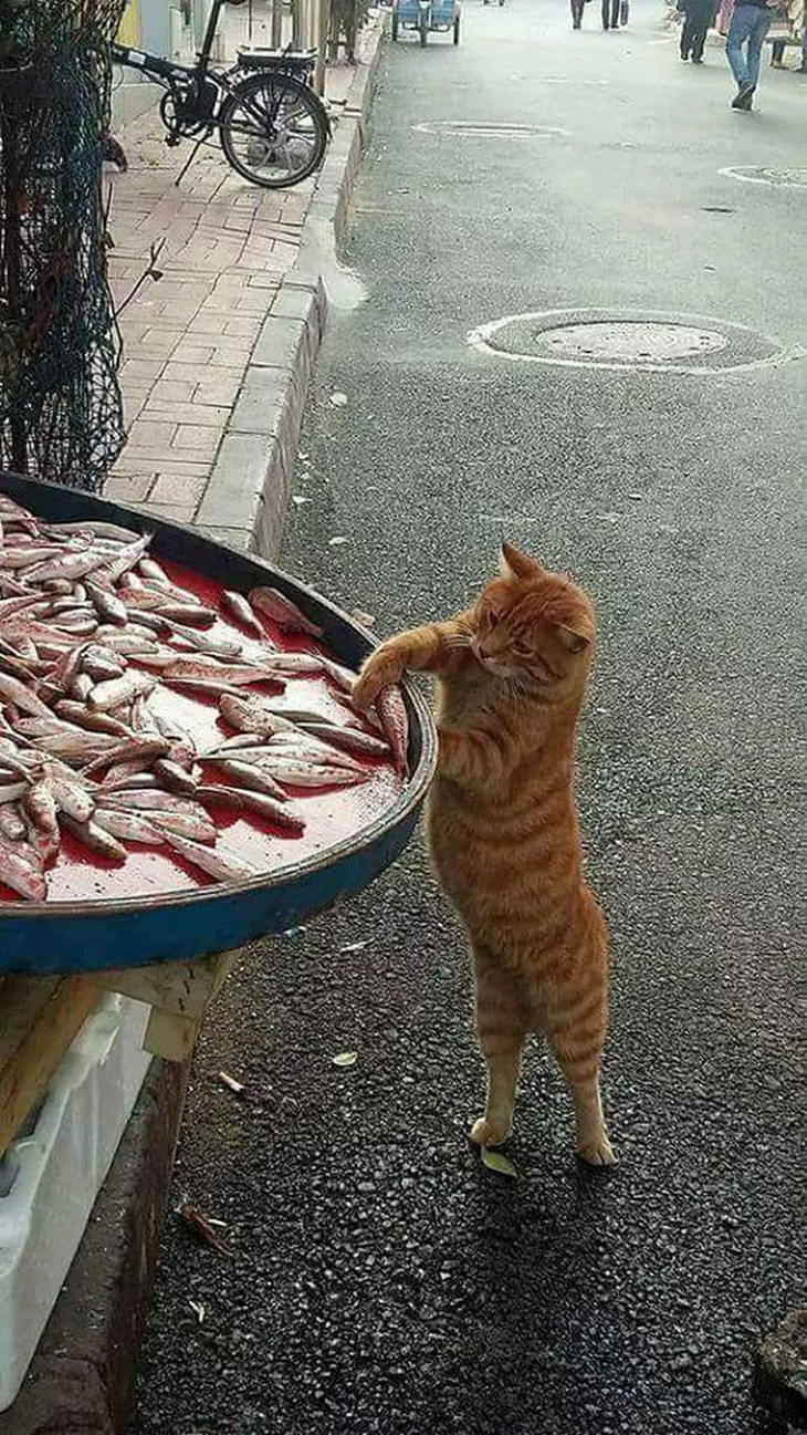 Animales traviesos gato robando pescado
