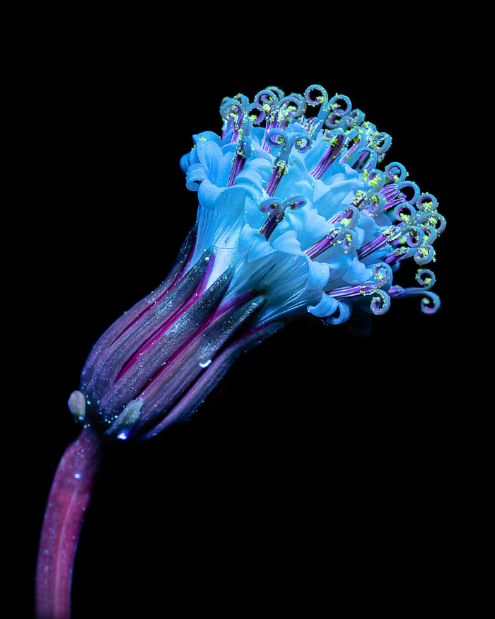 Retratos de flores con luz ultravioleta de Debora Lombardi Senecio Rowleyanus