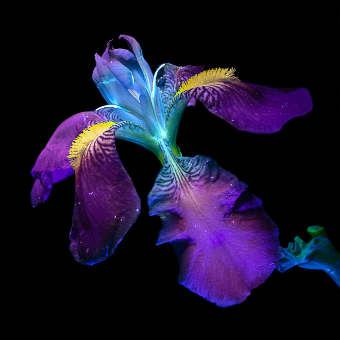 UV light flower portraits by Debora Lombardi Iris