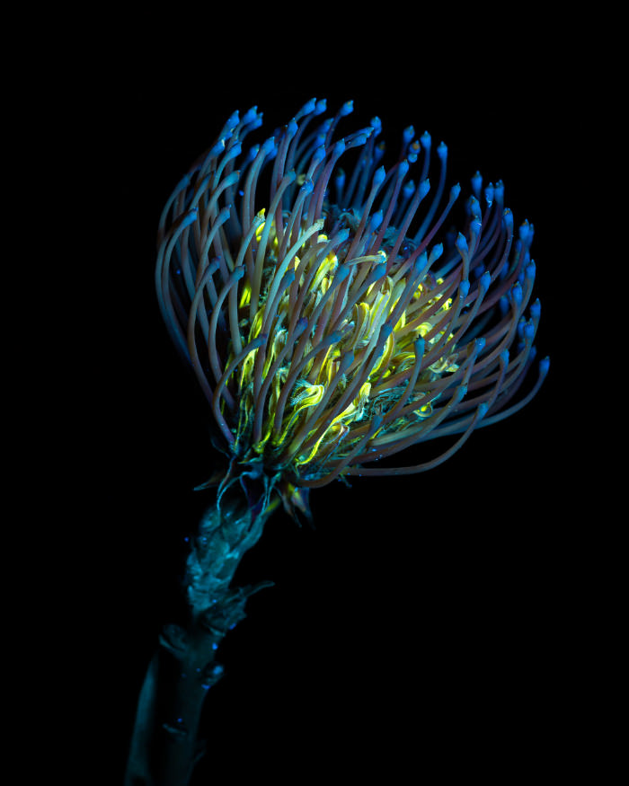 Retratos de flores con luz ultravioleta de Debora Lombardi Protea