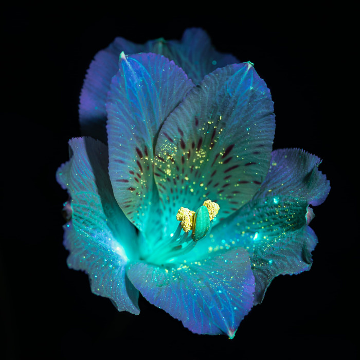 Retratos de flores con luz ultravioleta de Debora Lombardi Alstromeria