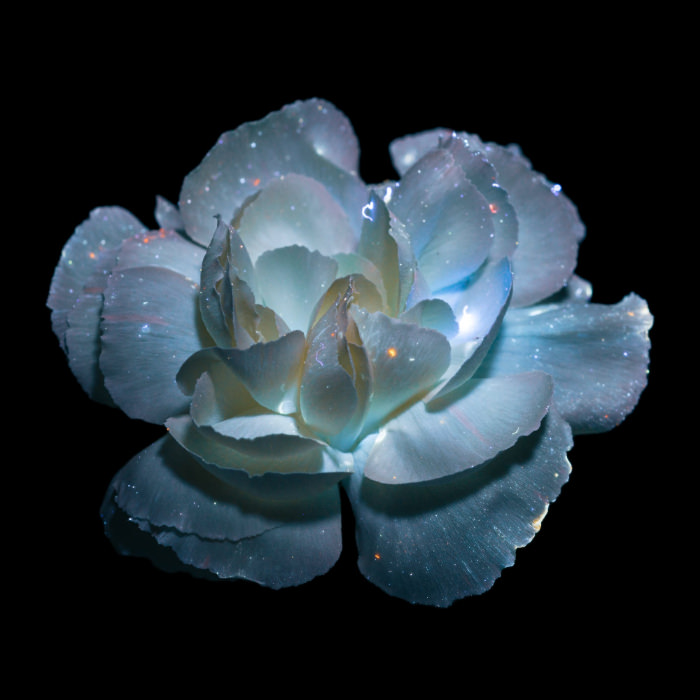Retratos de flores con luz ultravioleta de Debora Lombardi Clavel