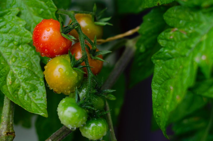 Cómo madurar los tomates verdes maduración de los tomates cherry