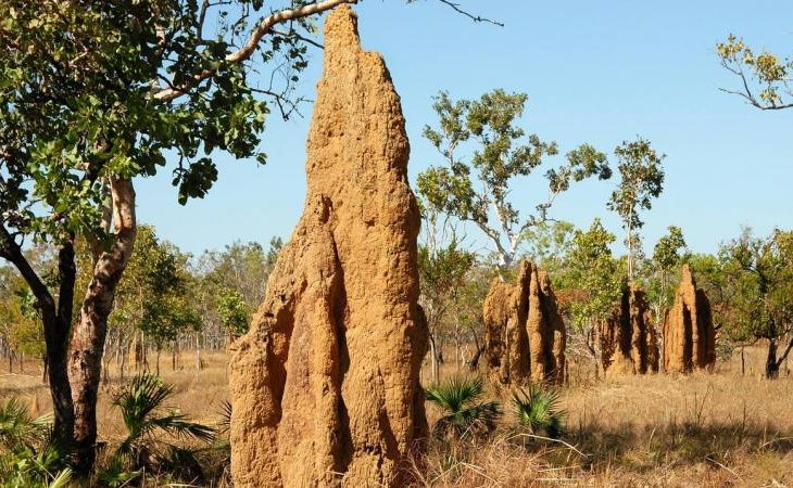 Biomimética Nido de termitas