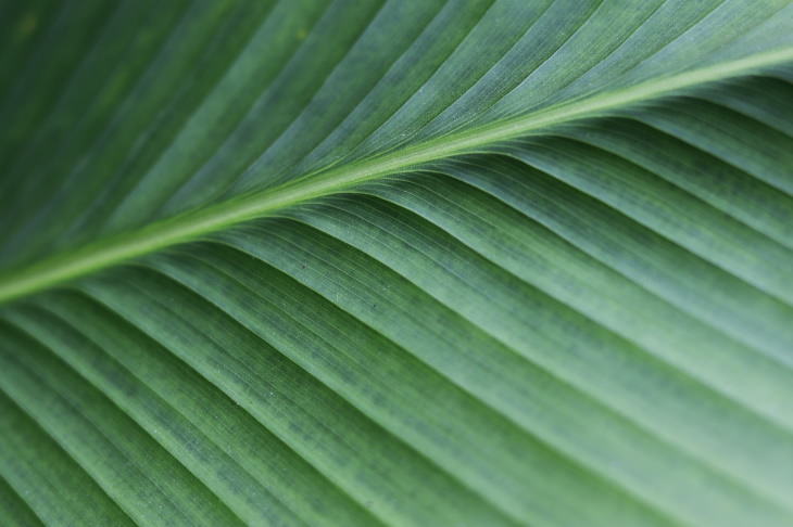 Biomimicry Leaves