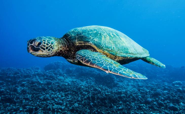 Datos sobre la ciencia, tortugas marinas 