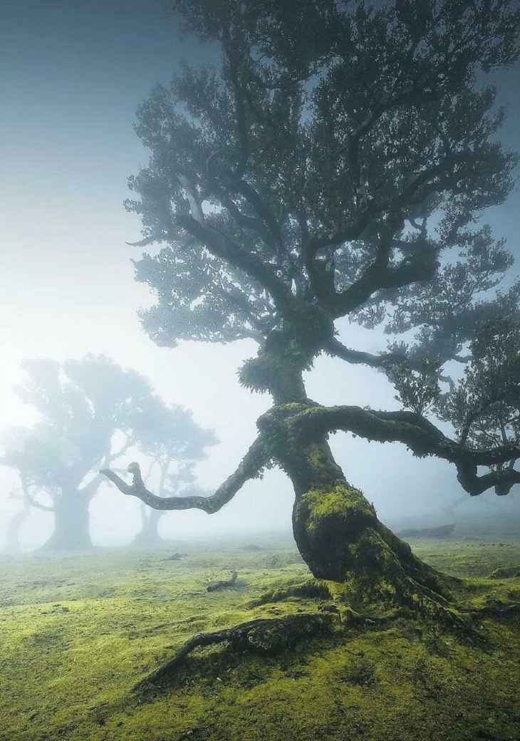 Fotos de cuentos de hadas, árbol 