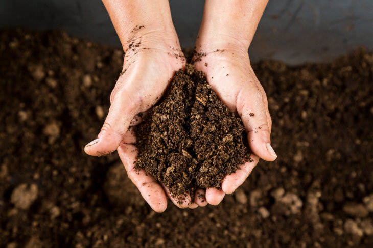 Fertilizantes para plantas Compost