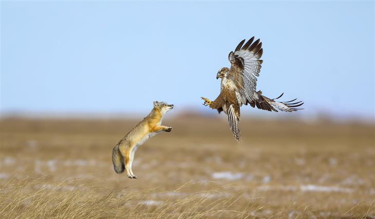 BPOTY 2022 "Upland Buzzard Versus Corsac Fox" de Baozhu Wang, China