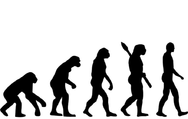 Evolución humana, altura