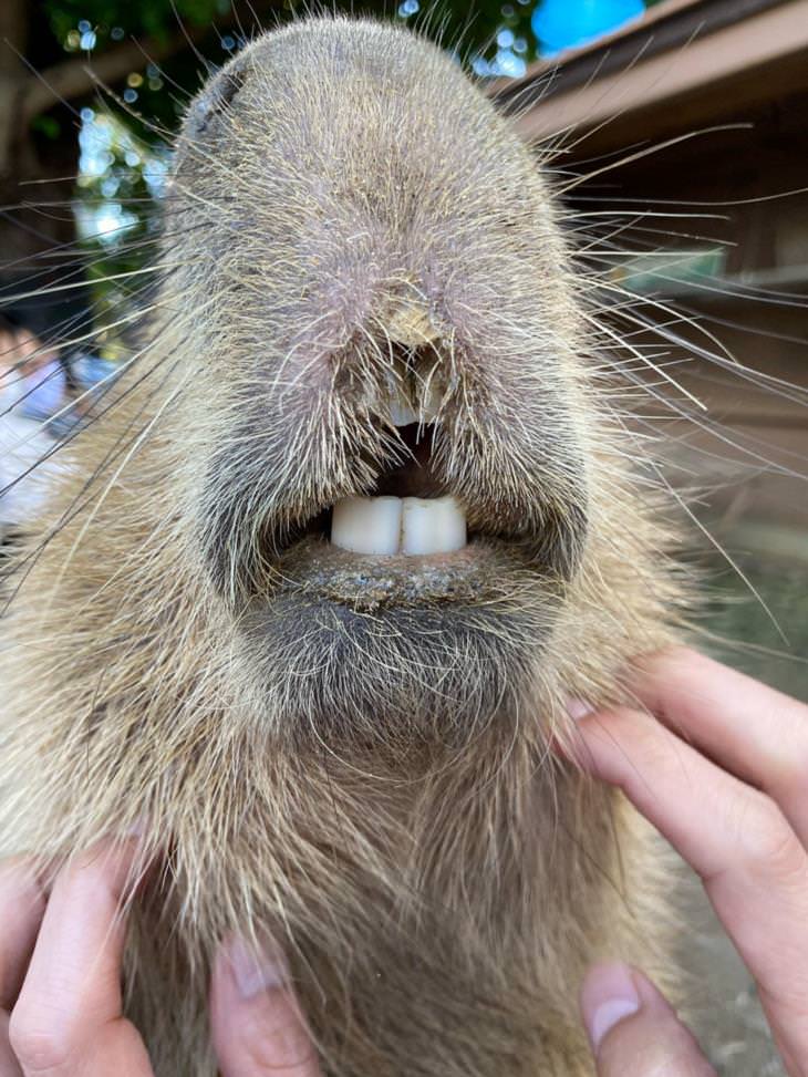 Fotos confusas, capybara