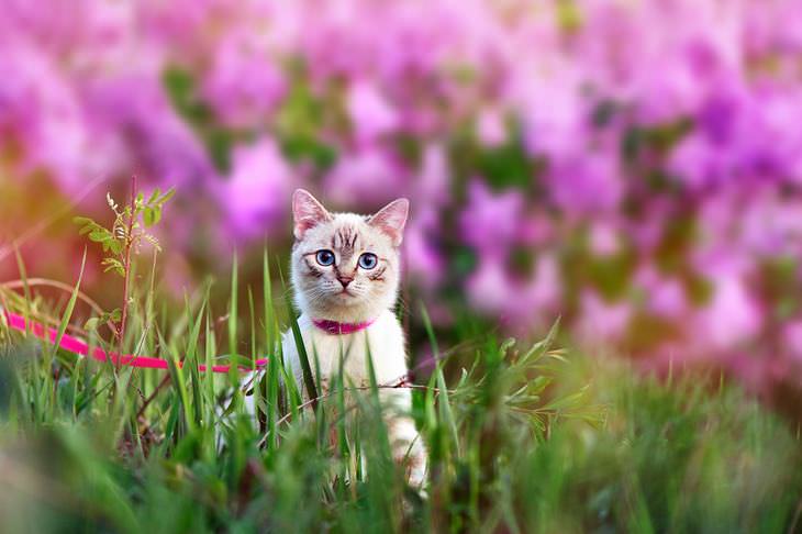 Mantén a los gatos alejados de tu jardín