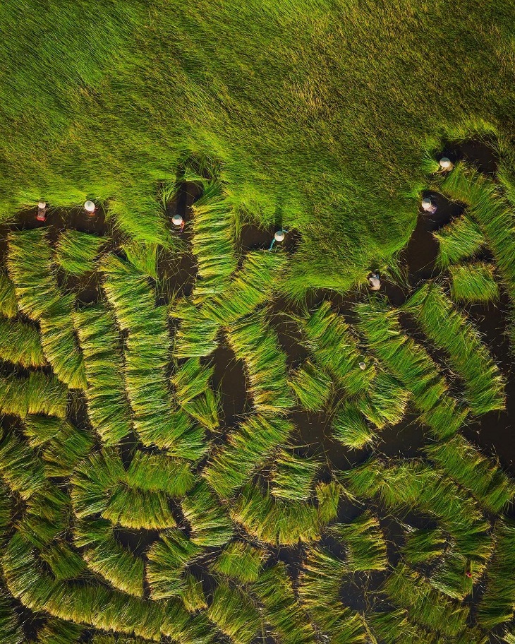 Fotos Aéreas De Vietnam, Cosecha de hierba en el delta del Mekong