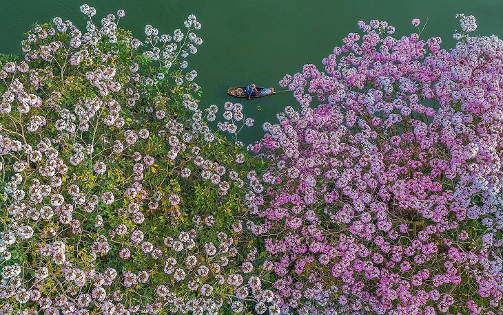 Fotos Aéreas De Vietnam, Flores de trompeta rosa, Bao Loc