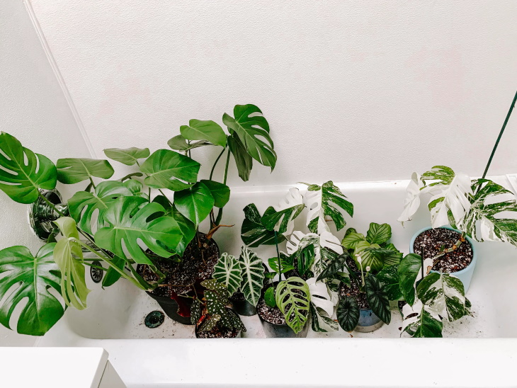 Cómo regar las plantas de interior mientras estás fuera Bañera llena de plantas