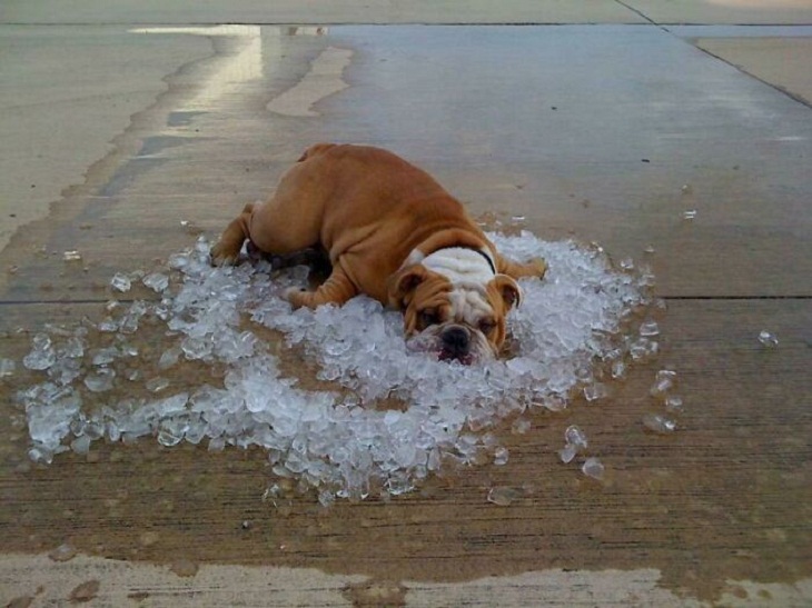 Fotos de verano, perro y hielo