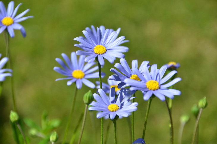 Flores naturalmente azules Margarita azul (Felicia amelloides)
