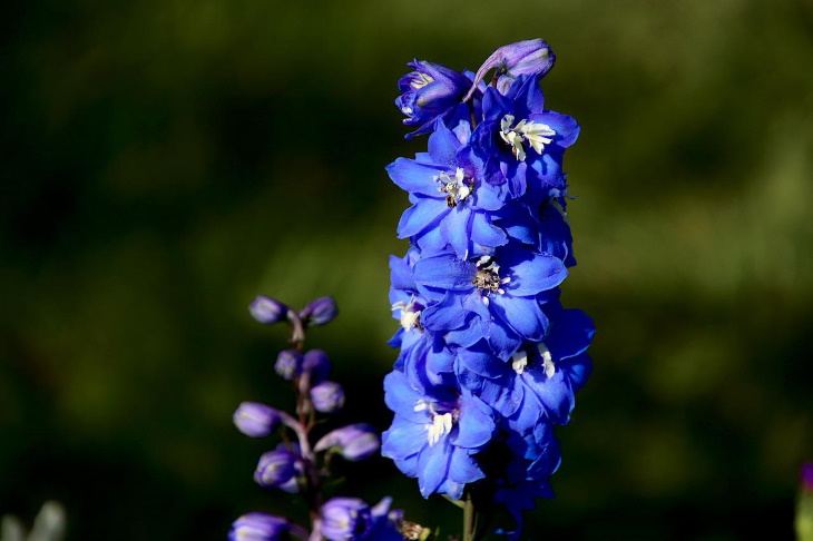 Flores Naturalmente Azules Delphinium (selecciones de Delphinium)