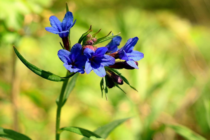 Flores naturalmente azules Escila siberiana (Scilla siberica)
