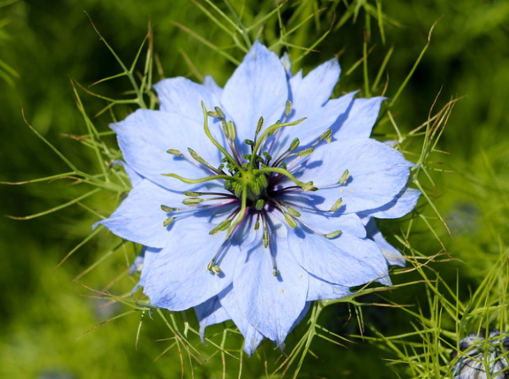 Flores Naturalmente Azules Amor en la Niebla (Nigella damascena)
