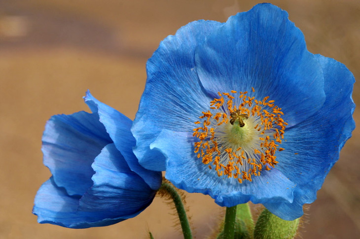 Flores naturalmente azules Amapola azul del Himalaya (Meconopsis betonicifolia)