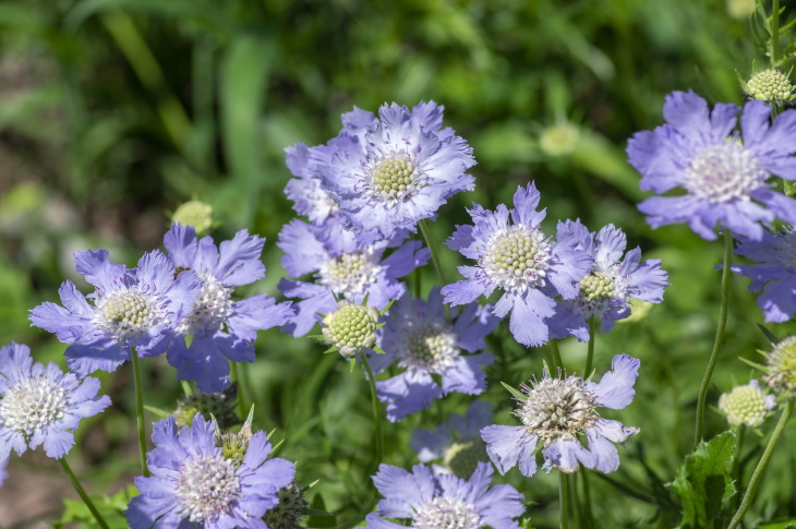 Flores naturalmente azules Flor de cojín (Scabiosa sp.)