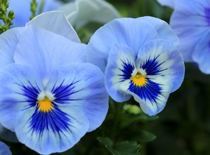 Flores naturalmente azules Pensamiento azul (Viola tricolor var. hortensis)