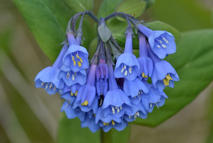 Flores naturalmente azules