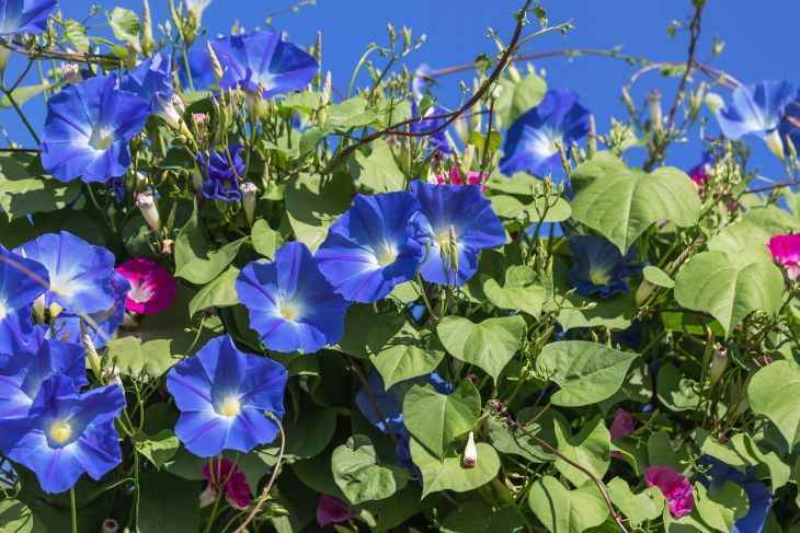 Flores naturalmente azules Morning glory Ipomoea tricolor 'Heavenly Blue'