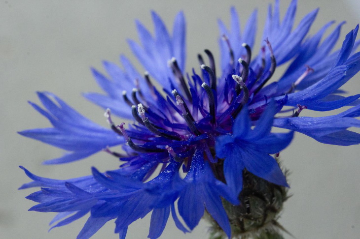Flores naturalmente azules Aciano (Centaurea cyanus)