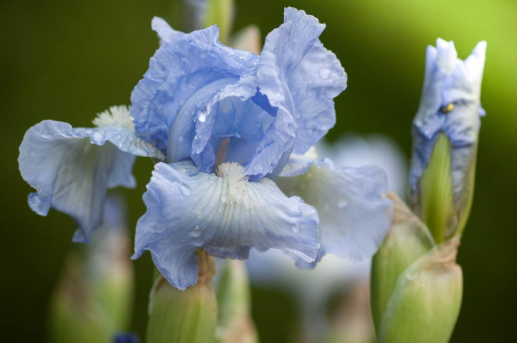 Flores naturalmente azules Iris