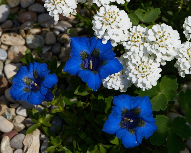 Flores azules naturales Gencianas (Gentiana sp.)