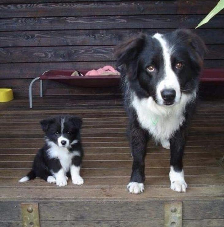 Mascotas Con Sus Bebés, perros posando