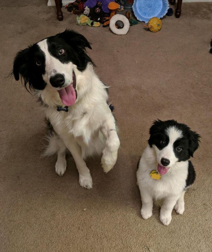 Mascotas Con Sus Bebés, perros blanco con negro