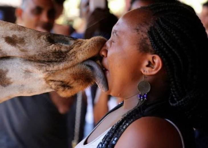 Fotos Tomadas En El Momento Perfecto, girafa besa a una mujer