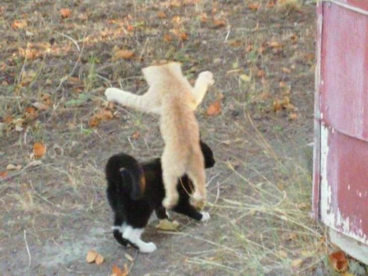 gato atacando a otro gato