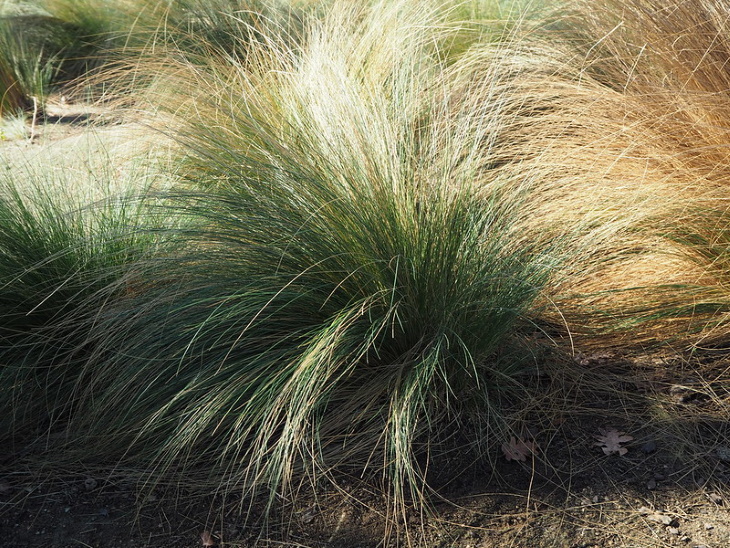 Water Saving Garden Mexican feather grass (Nassella tenuissima)