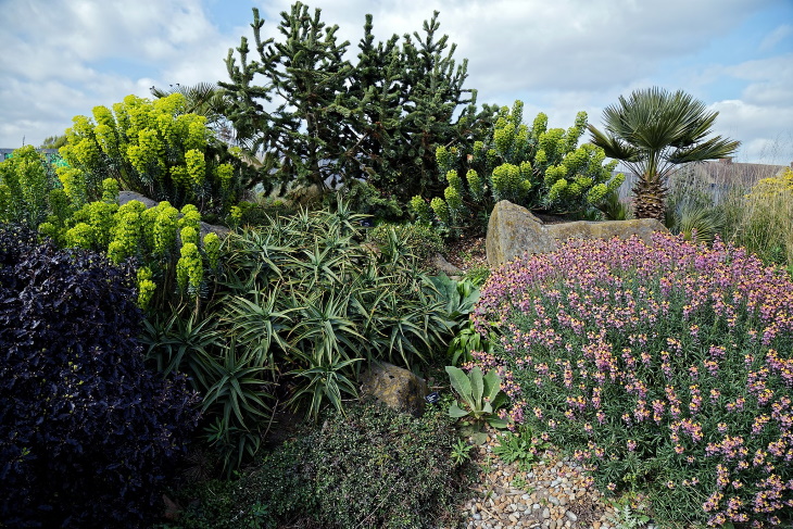 Jardín de cactus que ahorra agua
