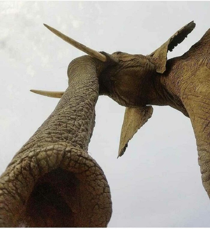 Perspectiva única, trompa de elefante