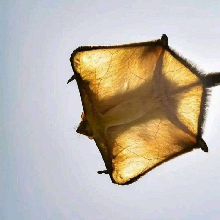 Perspectiva única, ardilla voladora gigante de la India 