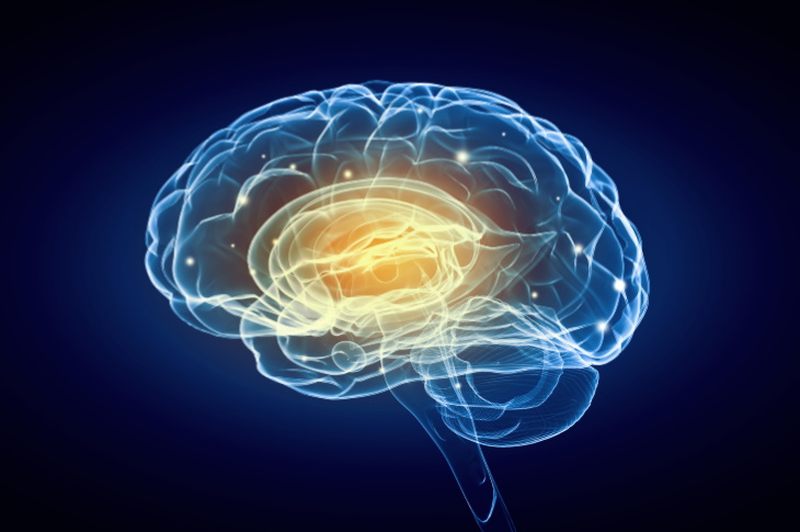 Tratamiento Para Mejorar La Memoria En Adultos Mayores, cerebro