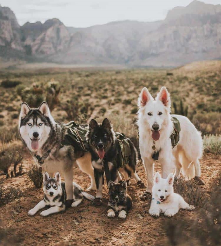 Cachorros Al Lado De Su Versión Adulta, huskies
