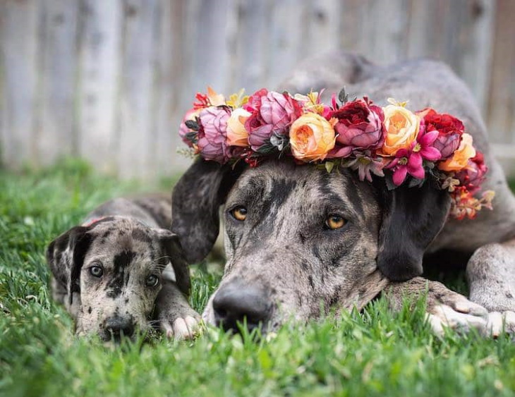 Cachorros Al Lado De Su Versión Adulta, perro con flores