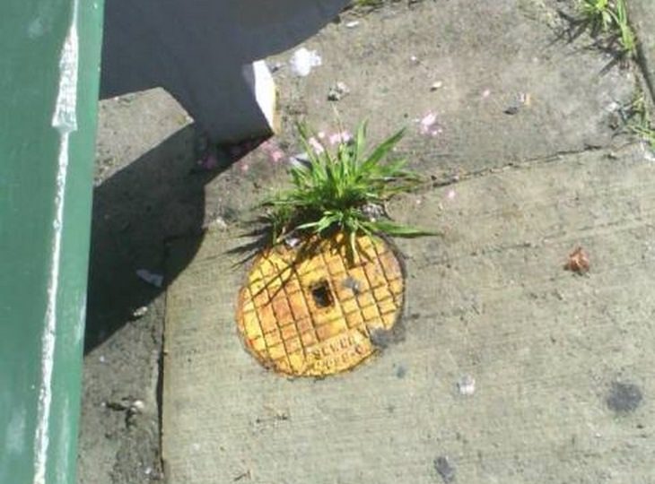 Plantas y arte callejero: la piña