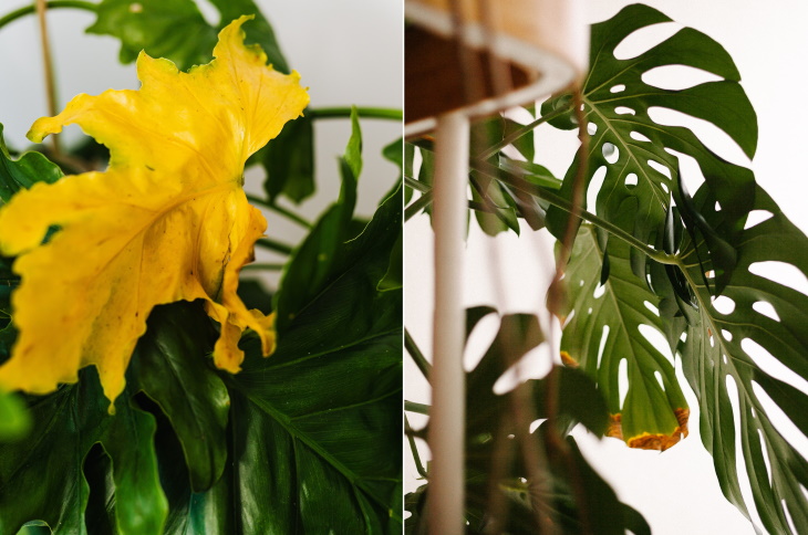 Cómo salvar las hojas amarillas de una planta de interior seca