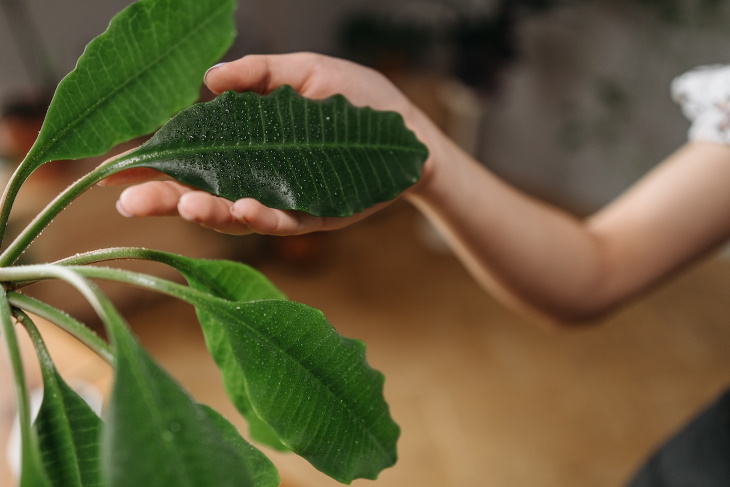 Cómo salvar una planta de interior seca hermosa planta