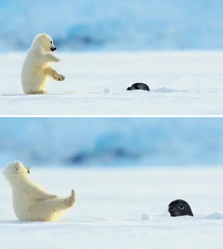 Animales Pequeños, oso polar bebé