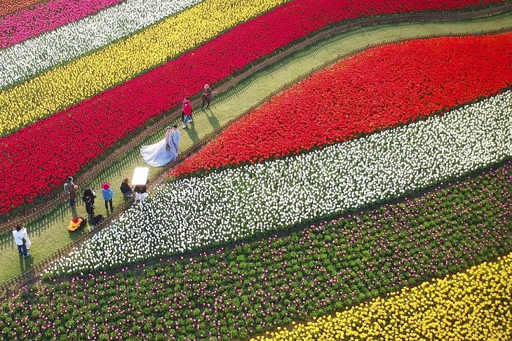 Fotos con drones, pareja en jardín de flores coloridas