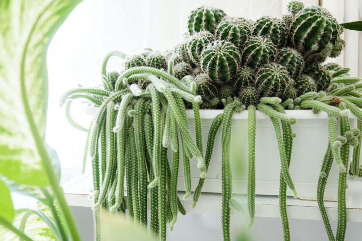 Plantas en maceta más longevas Cactus